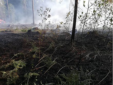 В Вороновском районе горел лес