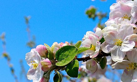 Ветераны Великой Отечественной войны могут пользоваться мобильной связью за 1 рубль в месяц