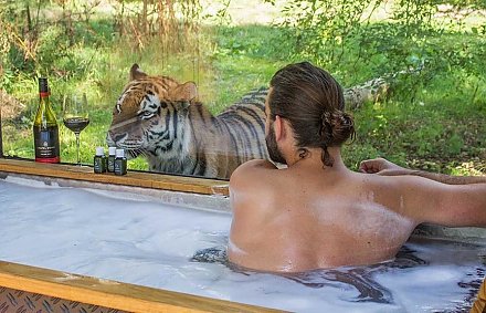 В британском отеле можно принять ванну в компании со львом или тигром