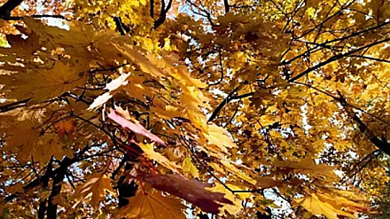 Народный календарь на 15 октября: что можно и нельзя делать в этот день