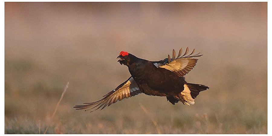 Летне-осенний сезон охоты на тетерева начнется 12 августа