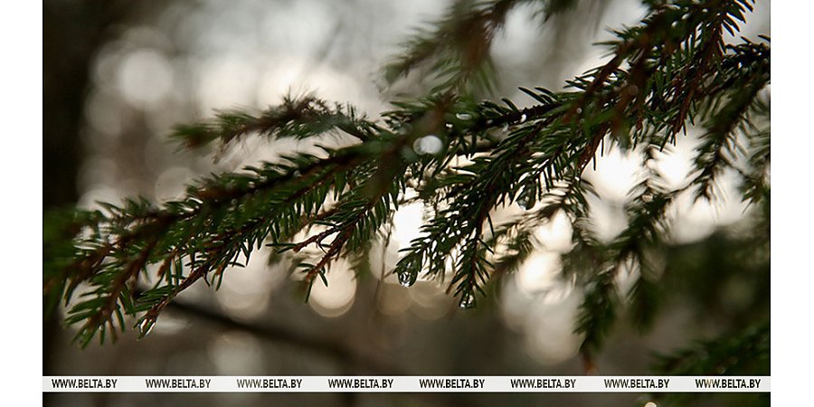 Облачная погода с небольшими осадками ожидается сегодня в Беларуси