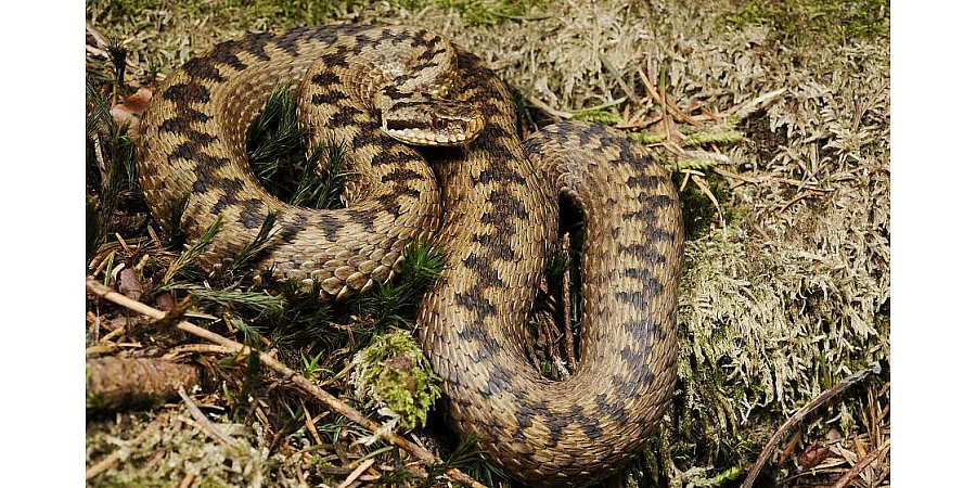 Два жителя Гродненщины пострадали от укуса гадюки