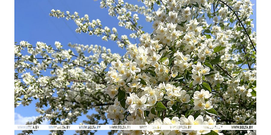 Жара до +35°С прогнозируется 3 июля в Беларуси