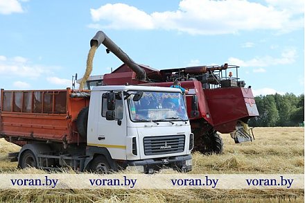 На Вороновщине приступили к уборке озимых зерновых
