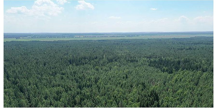 В Беларуси за сутки в лесах потерялись восемь человек
