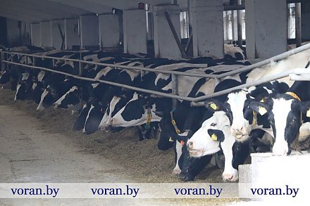 На молочно-товарном комплексе «Поволока» предприятия «Больтишки» к концу года планируют надоить более 11 тысяч килограммов молока на корову