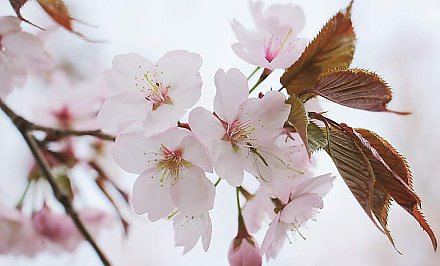 Описан несложный способ защититься от аллергии весной
