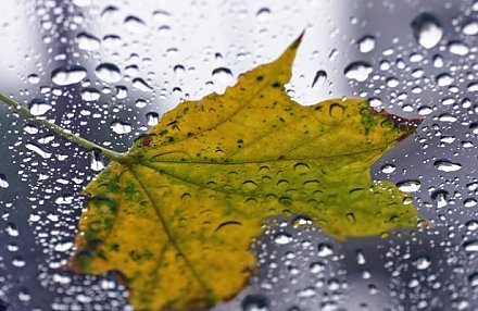 Первые заморозки, порывистый ветер и дожди - синоптики рассказали о погоде на неделю