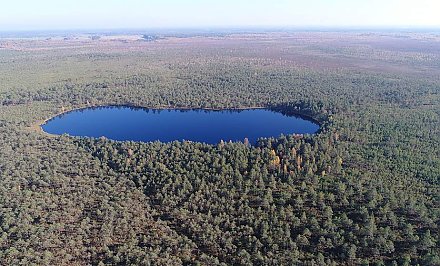 The black stork, cranberry crops and a unique raised bog. Reserve "Dokudovsky": an oasis among peat bogs