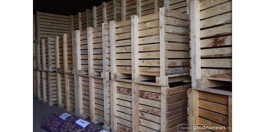 «Першацвет» для драников, а «Водар» для пюре. Какие сорта картофеля выбирают жители Гродненской области