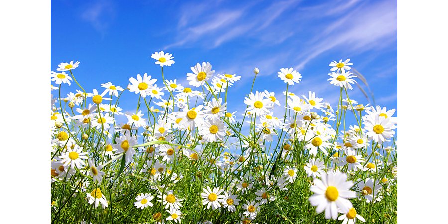 Народные приметы на 7 июля 2025 года: что можно и нельзя делать в этот день