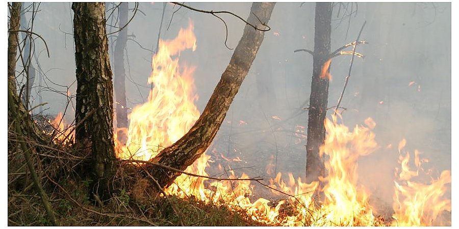 С начала года в области зарегистрировано свыше 180 загораний сухой растительности. Спасатели напоминают жителям региона о соблюдении правил безопасности