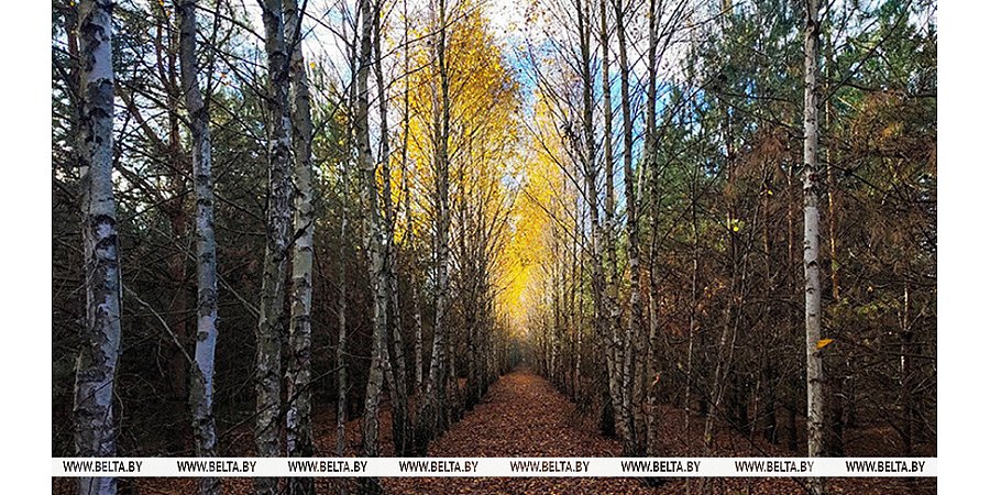 Облачно и преимущественно без осадков будет в Беларуси 5 ноября