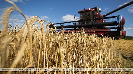 Белорусские аграрии намолотили более 4,6 млн т зерна