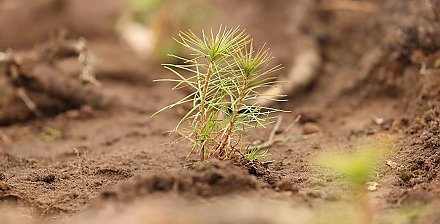 Акция "Неделя леса" стартовала в Беларуси