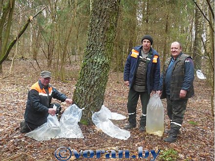 В Вороновском районе идет заготовка березового сока