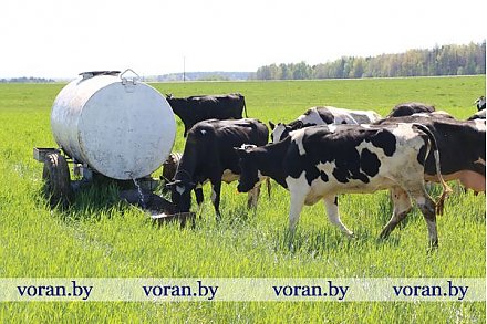 В Вороновском районе отмечается рост производства молока
