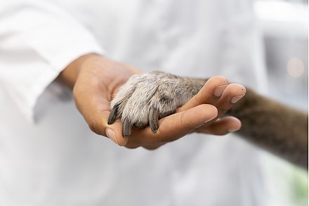 Онколог рассказал, как понять, что опухоль у питомца злокачественная