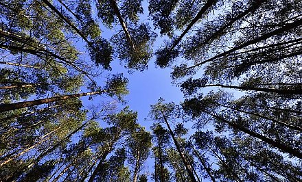 Запрет на посещение лесов введен в четырех районах Гродненской области