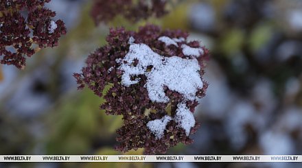 Кратковременные дожди и мокрый снег ожидаются сегодня в Беларуси