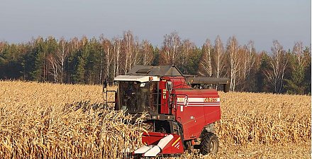 В Беларуси началась уборка кукурузы на зерно