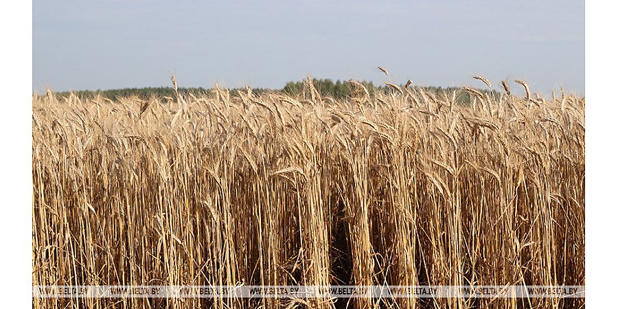 Александр Лукашенко: сельскому хозяйству нужна диктатура