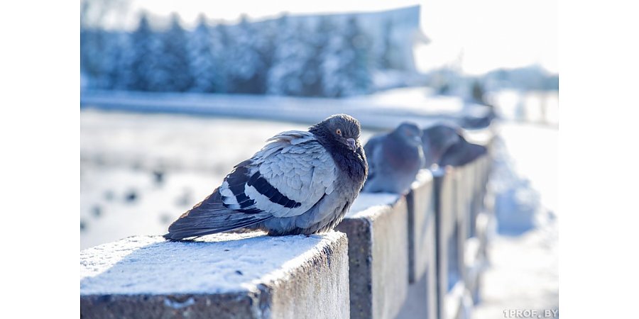 Температурные качели продолжаются: какой будет погода с 16 по 21 января