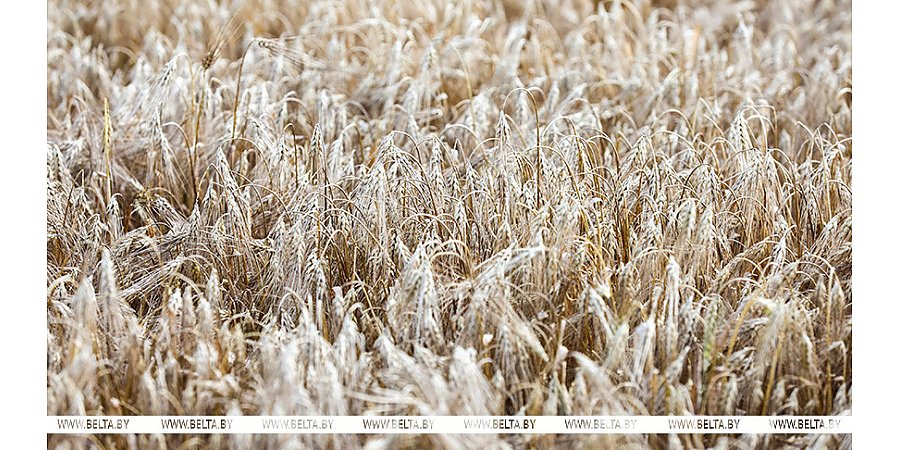 Александр Лукашенко об уборочной кампании: надо ускоряться, чего бы ни стоило