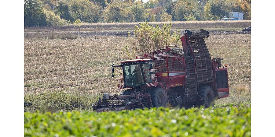 В Беларуси приступили к уборке сахарной свеклы