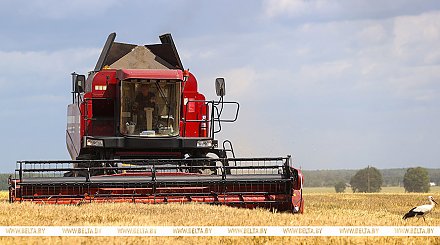 В Беларуси намолочено более 5 миллионов тонн зерна вместе с рапсом