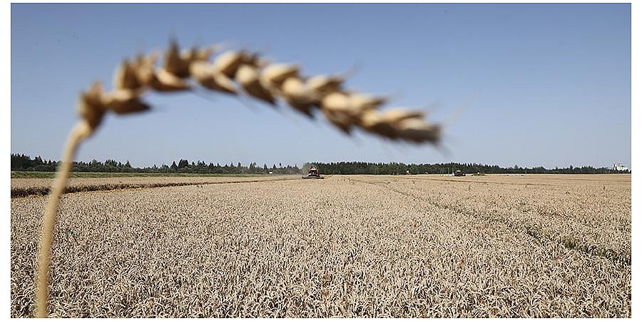 Собирающую камни в поле сельхозтехнику создали в Беларуси