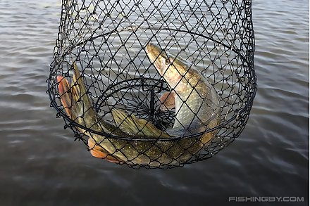 Нерестовый период — время соблюдать правила