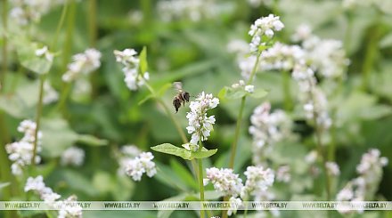"Опыление повышает урожайность гречихи на 40%". Почему пчелы незаменимы для сельского хозяйства