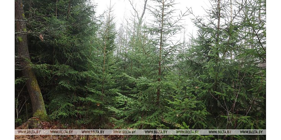 Для фиксации незаконной вырубки елей будет использоваться 2 тыс. фото- и видеокамер