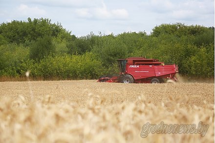 Белорусские аграрии намолотили более 2 миллионов тонн зерна