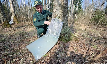 Лесхозы Гродненской области начали заготавливать березовый сок