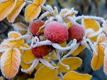 Ночные заморозки и не выше +10°С ожидается в Беларуси на этой неделе