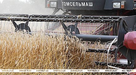 Свыше 11,1 млн т зерна с учетом рапса и кукурузы собрали в Беларуси