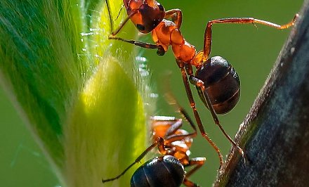 Популярность муравьиных ферм растет в Беларуси
