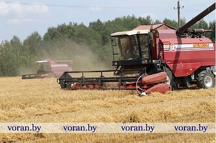 Труженики сельхозпредприятия «Больтишки» первыми в районе завершили уборку зерновых и зернобобовых культур