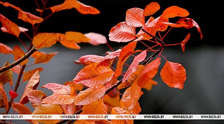 Облачную погоду с дождями и туманом прогнозируют на сегодня в Беларуси