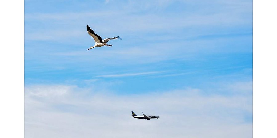 Оранжевый уровень опасности из-за сильного ветра объявлен в Беларуси 6 марта