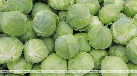 Какую сельхозпродукцию и по каким ценам принимают у населения, рассказали в Белкоопсоюзе