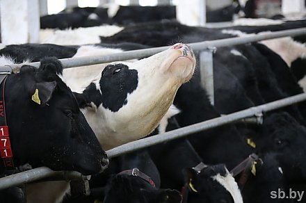 Россельхознадзор смягчил ограничения на ввоз молока из Беларуси 12:52 07 мая 2019