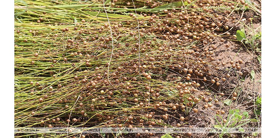 В Гродненской области убрано 44% площадей льна