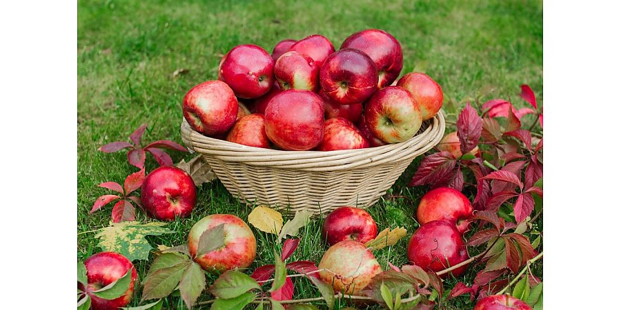 Поделись фотографией своего урожая и выиграй приз!