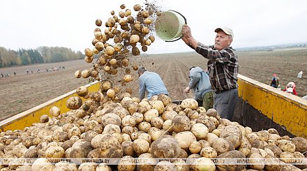 Картофель в Беларуси убран с более чем 70% площадей