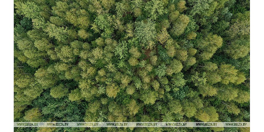 Во всех районах Беларуси, за исключением Браславского, действует ограничение на посещение лесов