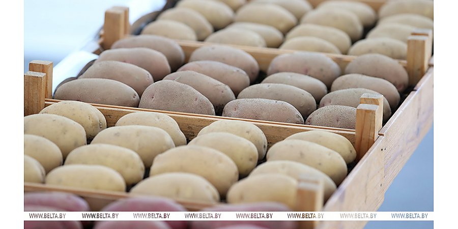 Коснулся ли Гродненской области картофельный дефицит? Вот о чем доложили Президенту 